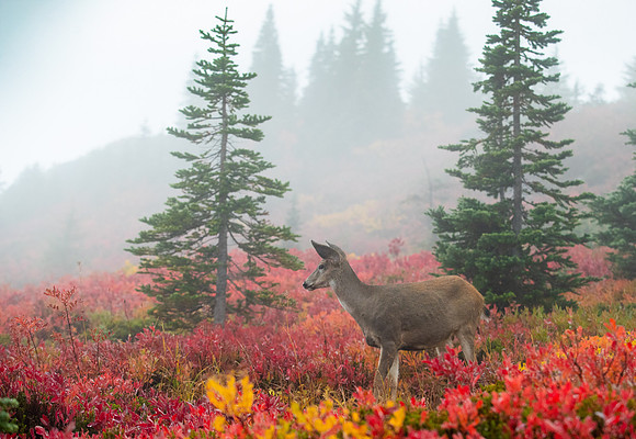 181001.Fall2018.js-11